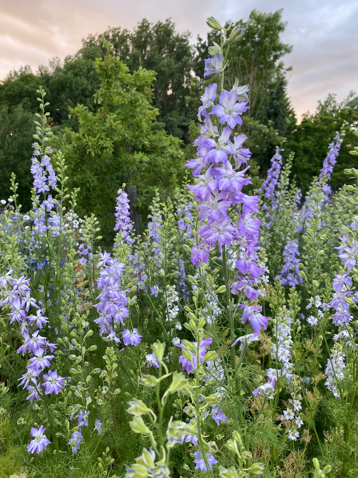 Delphinium Consolida Ajacis - Chrisje's Mix - (larkspur)