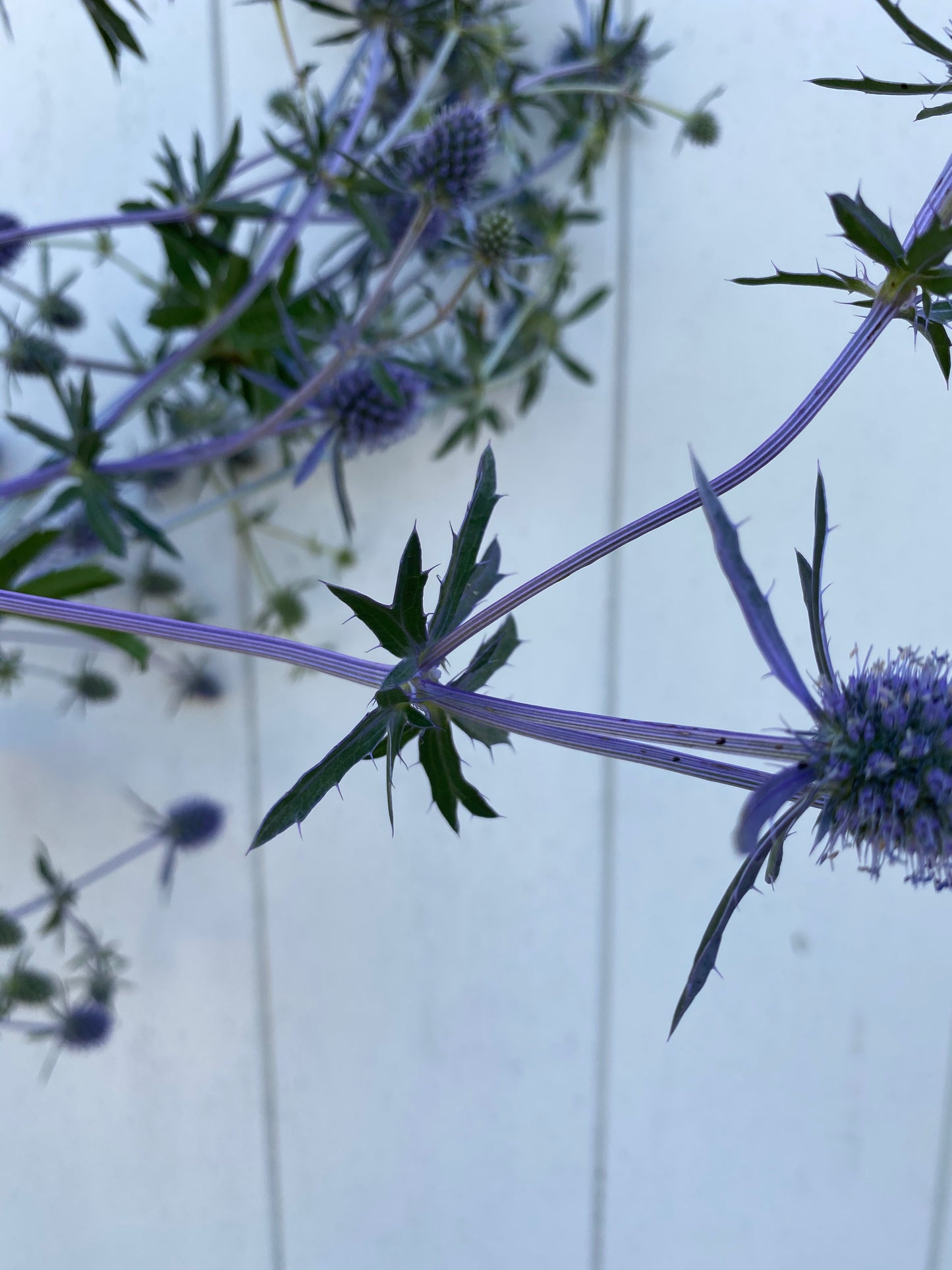 Eryngium ‘Blue Glitter’ – Sea holly seeds