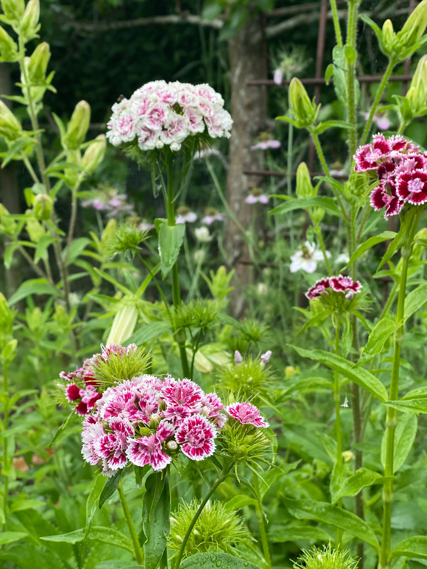 Dianthus Barbatus *Super Duplex Mix*