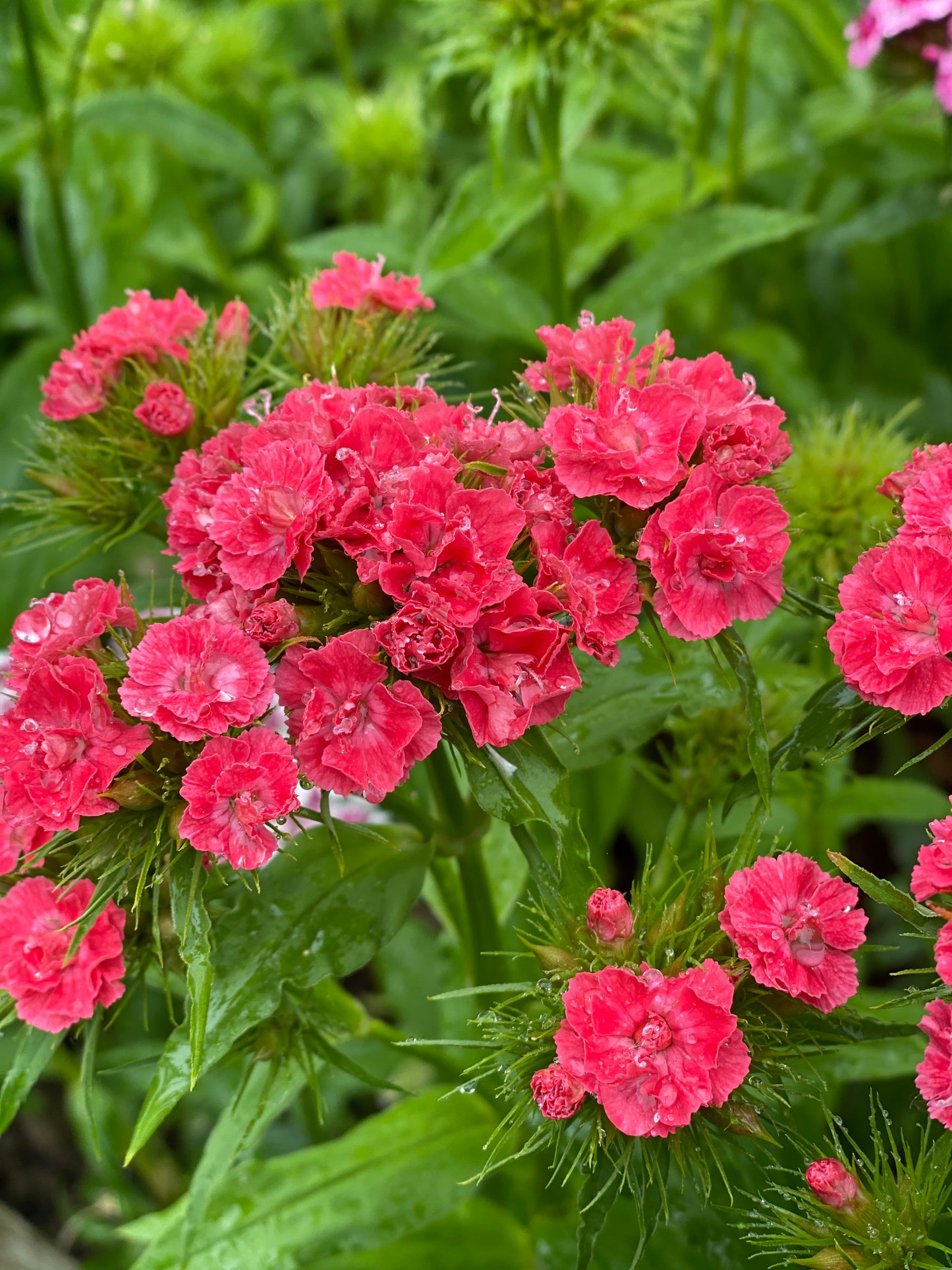 Dianthus Barbatus *Super Duplex Mix*