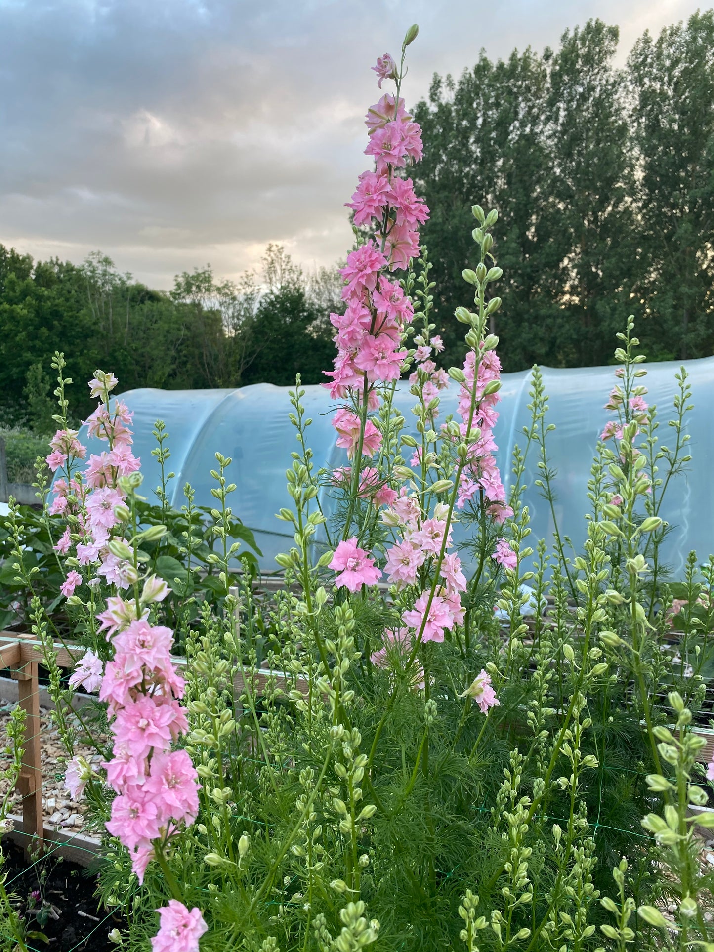 Delphinium Consolida Ajacis - Chrisje's Mix - (larkspur)