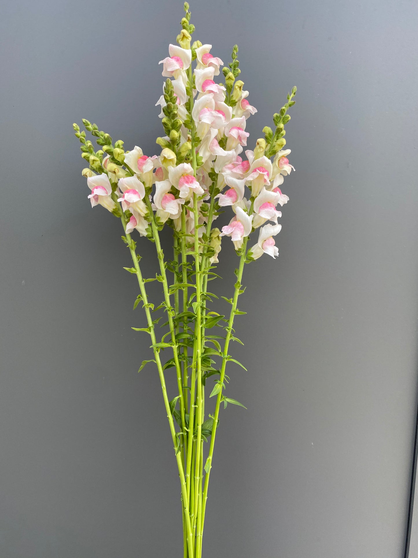Antirrhinum majus - Snapdragon Potomac "Appleblossom"