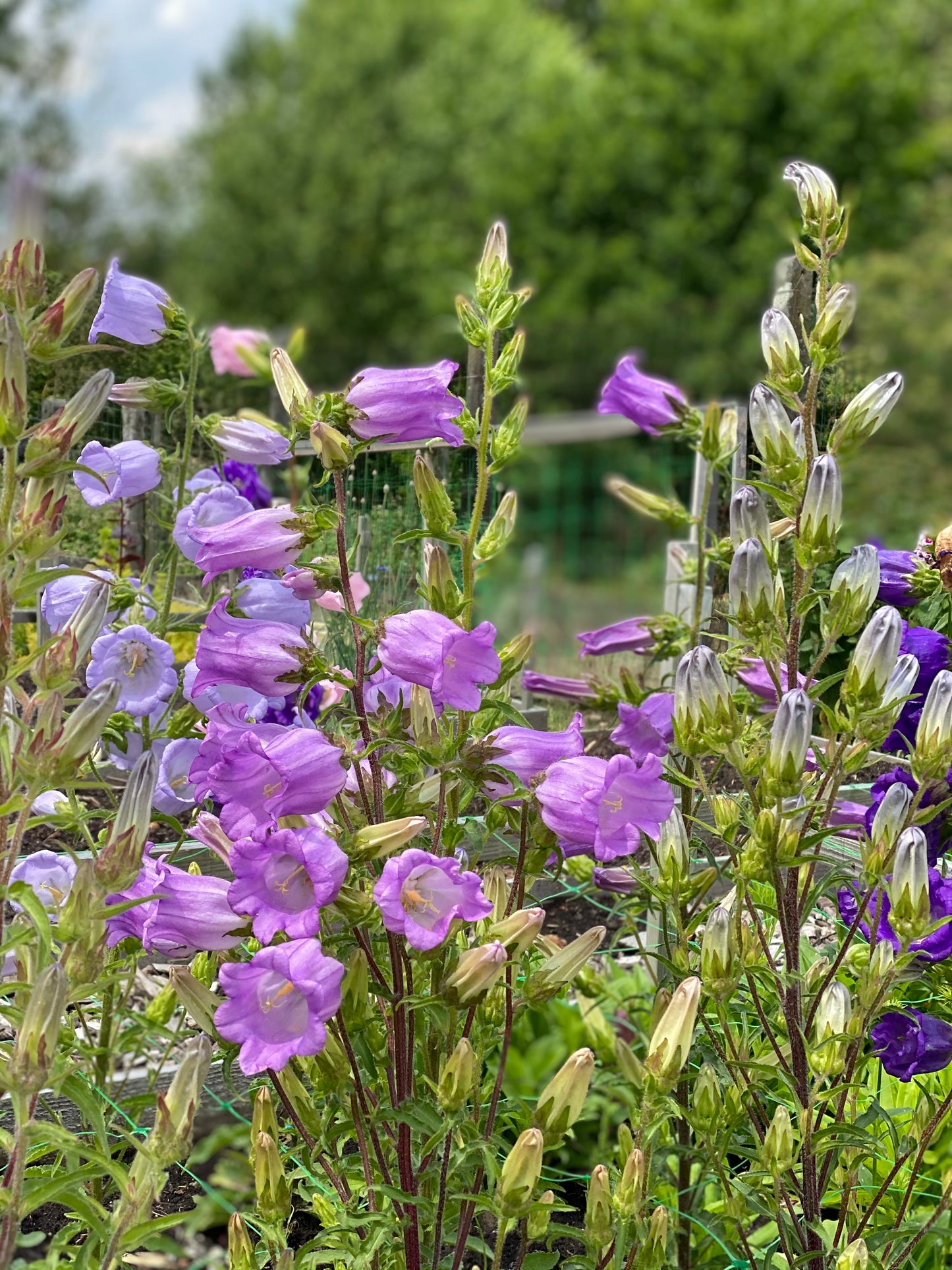 Campanula medium 'Double Mix' – Bellflowers in pastel shades