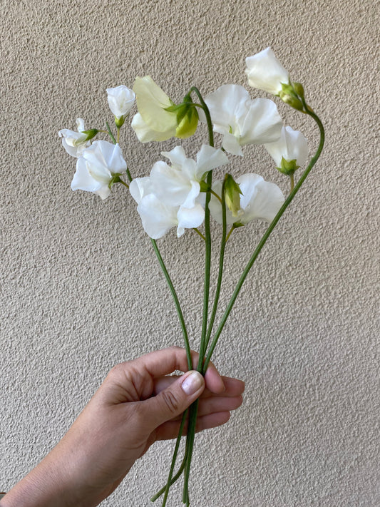 Lathyrus Odoratus - Duftende Platterbse Frühling Sonnenschein Weiß