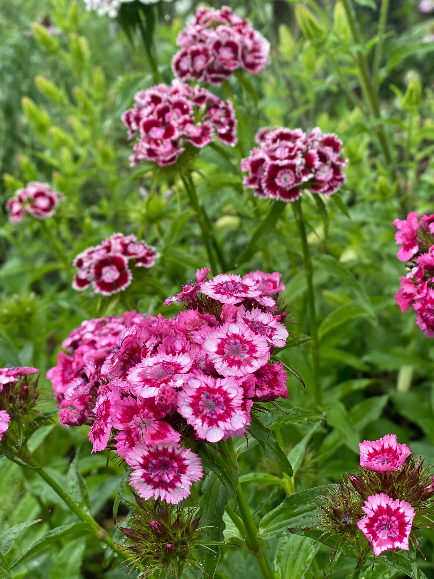 Dianthus Barbatus *Super Duplex Mix*