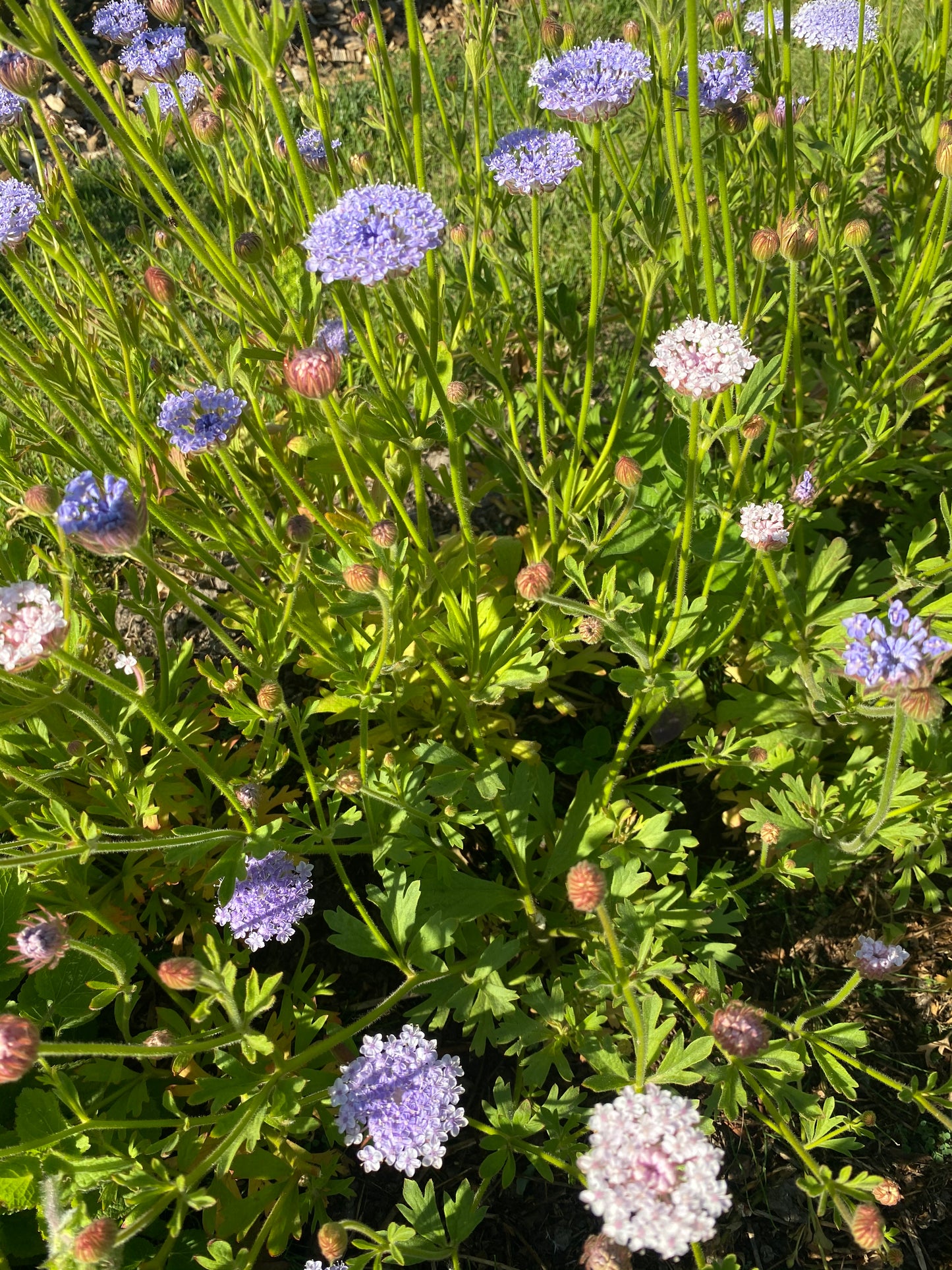 Didiscus caeruleus lace "Mix"