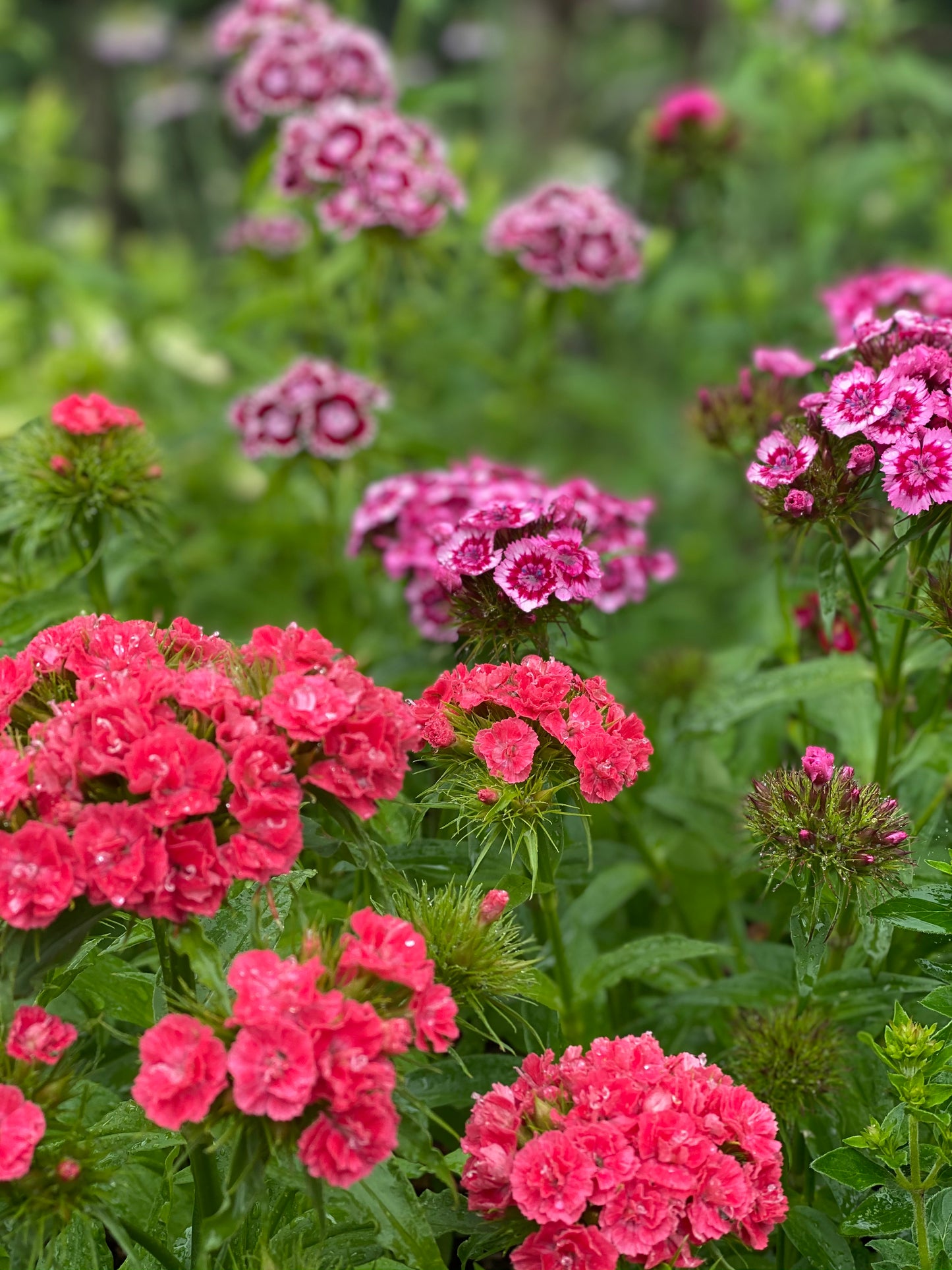 Dianthus Barbatus *Super Duplex Mix*