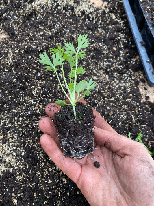 Zaailing Consolida Ajacis Purple Picotee - 5 Stück