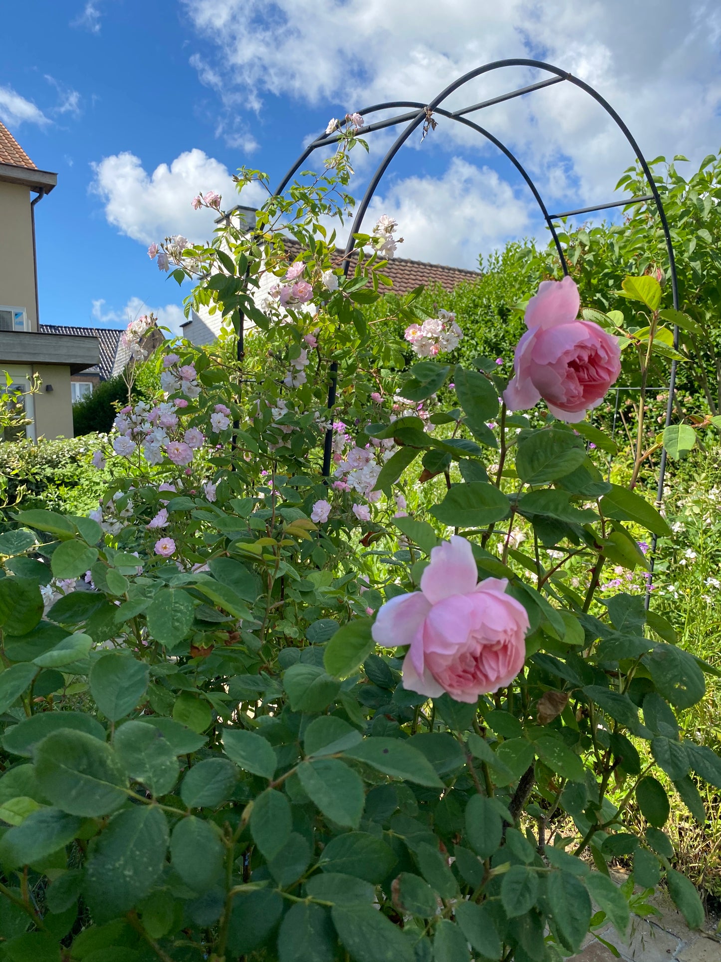 Rose Arch – Elegant Climbing Arch