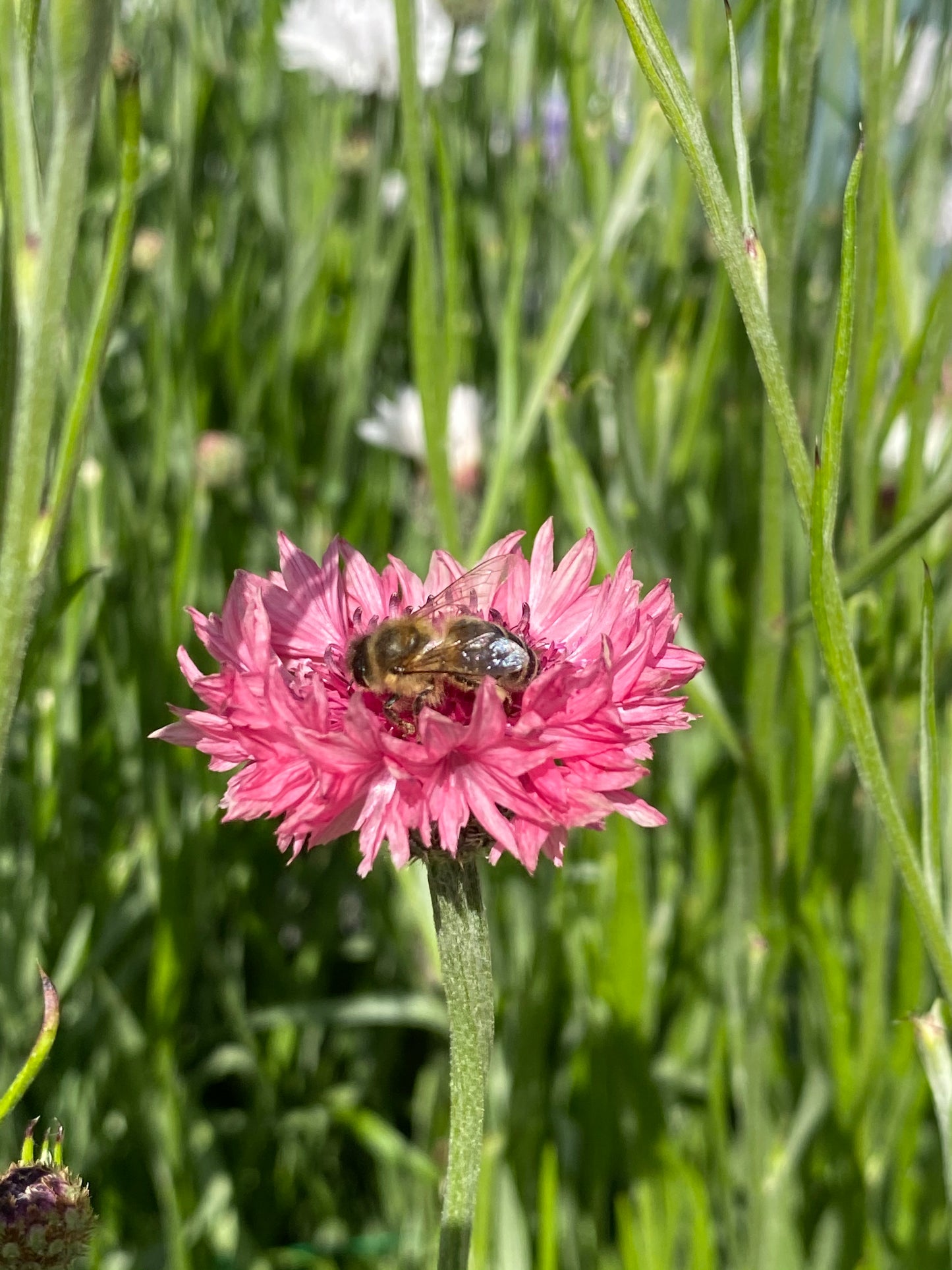 Cornflower - Centaurea cyanus 'Ball Pink'