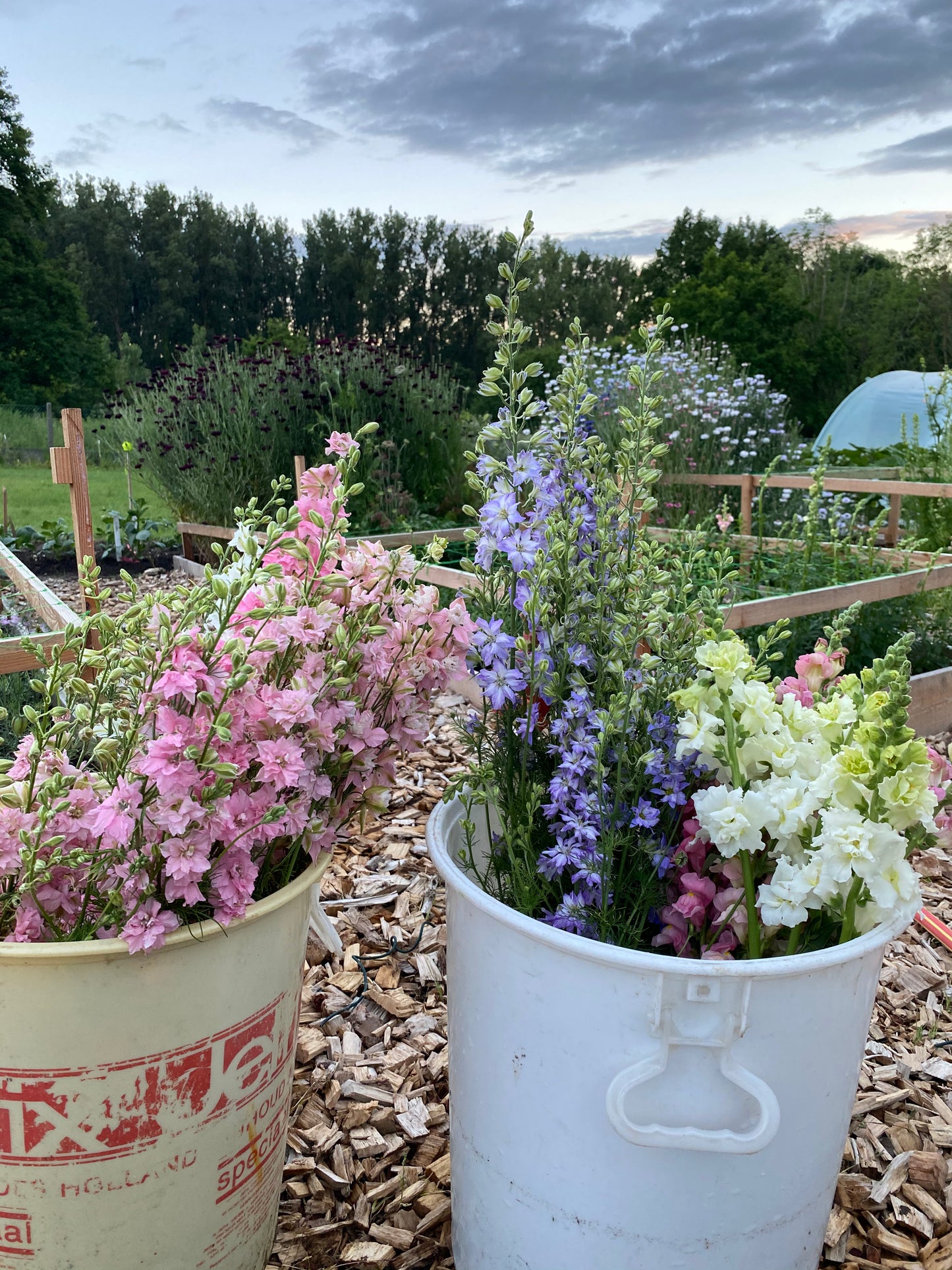 Delphinium Consolida Ajacis - Chrisje's Mix - (Rittersporn)