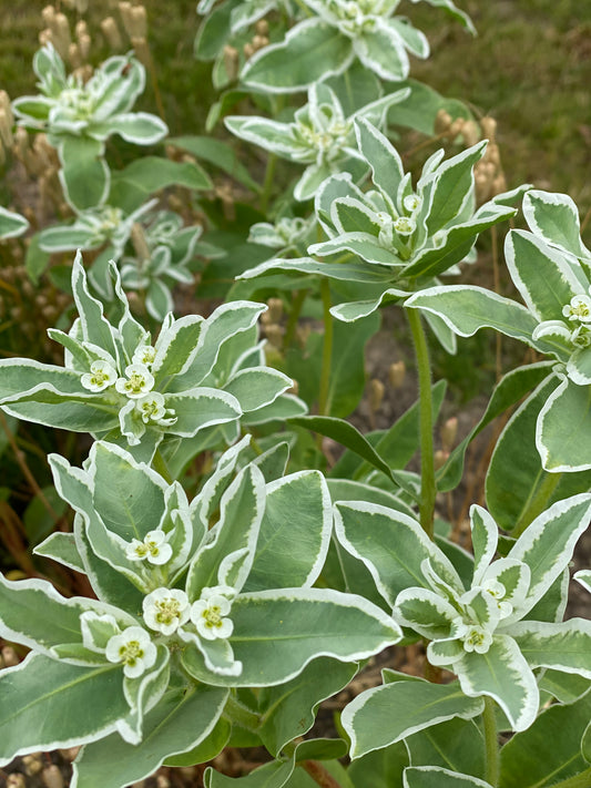 Euphorbia marginata Early Snow (Neige sur la montagne)