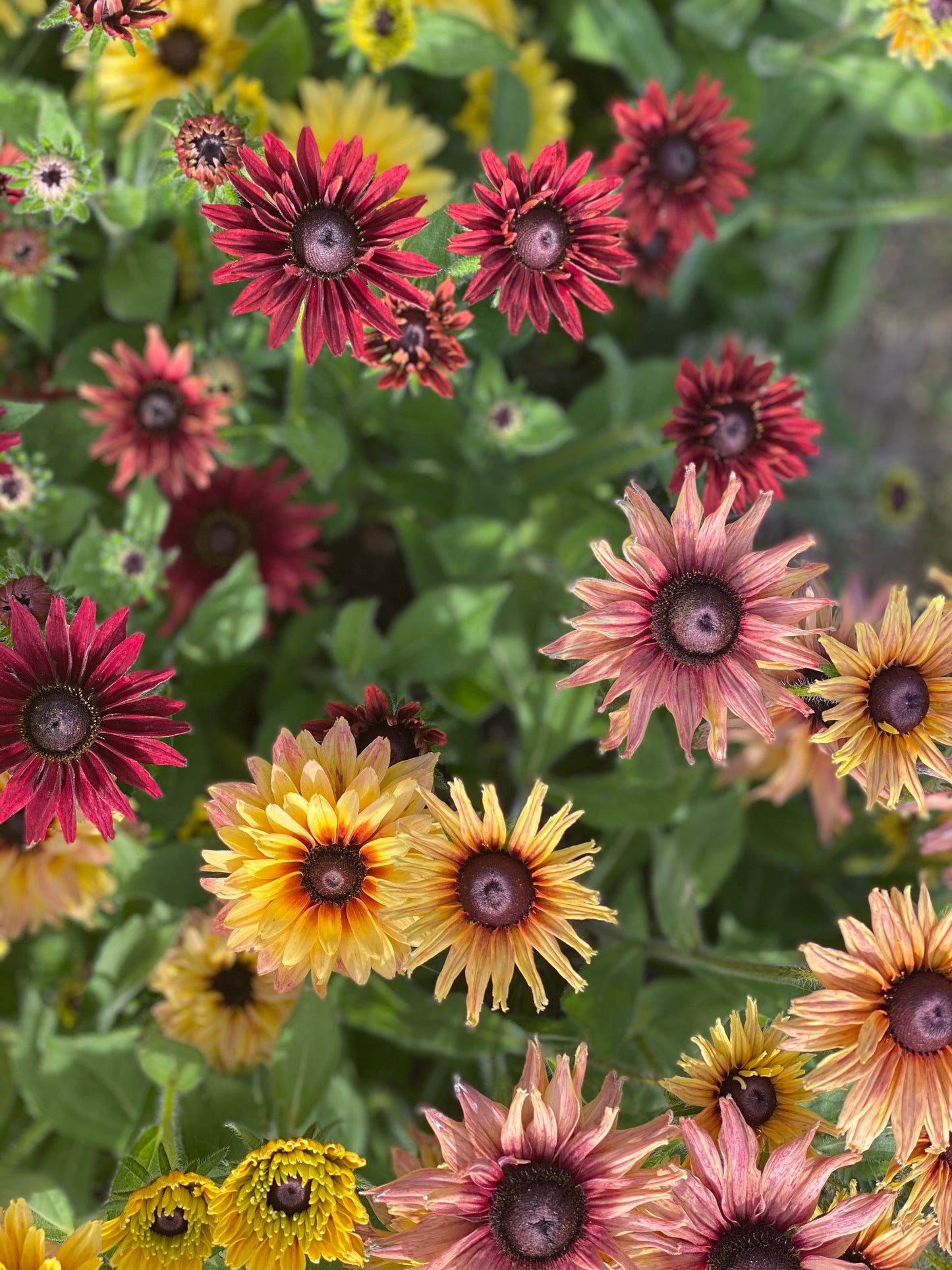 Rudbeckia Hirta “Sahara” flower seed