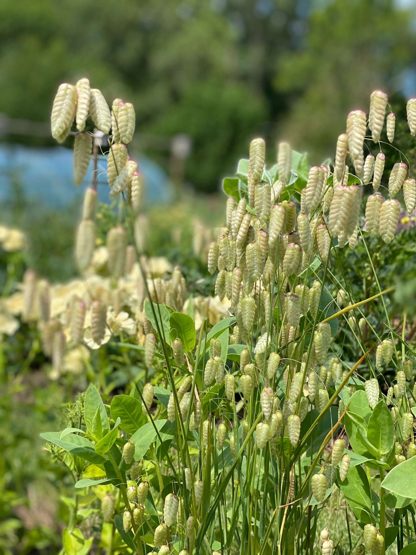 Briza Maxima - Large vibrating grass