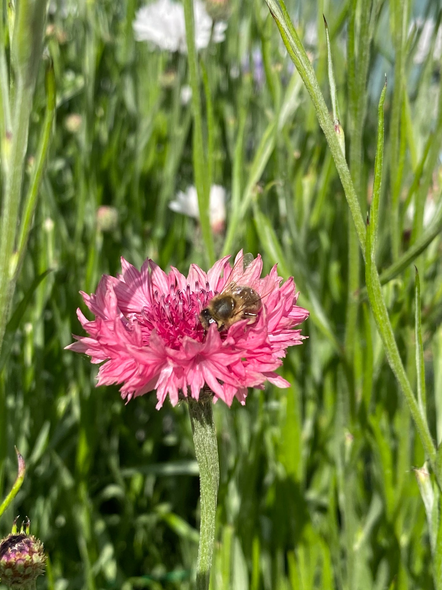 Kornblume - Centaurea cyanus 'Ball Pink'