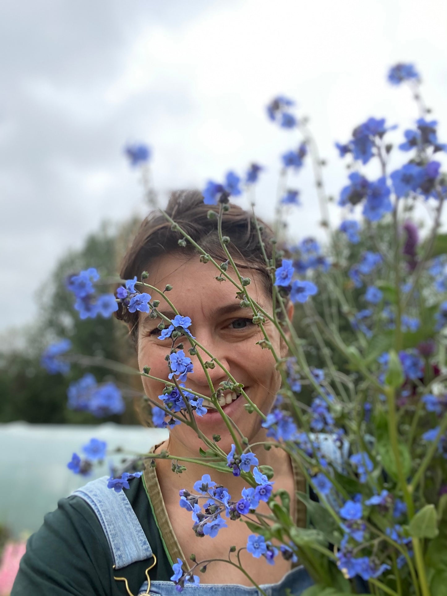 Cynoglossum amabile "Blue showers" - Chinese forget-me-nots (blue)