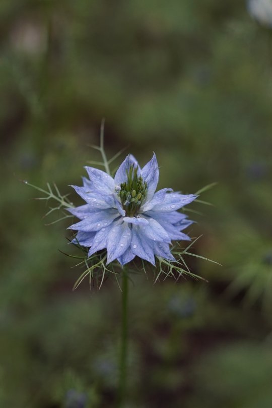 Love-in-a-mist - Nigella damascena Persian Jewels mix