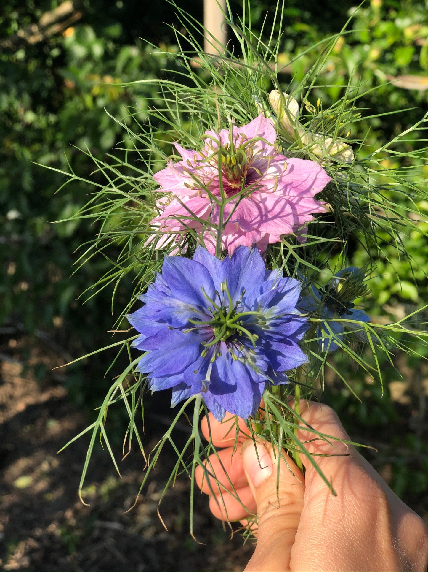 Love in a mist - Persian Jewels - Nigella