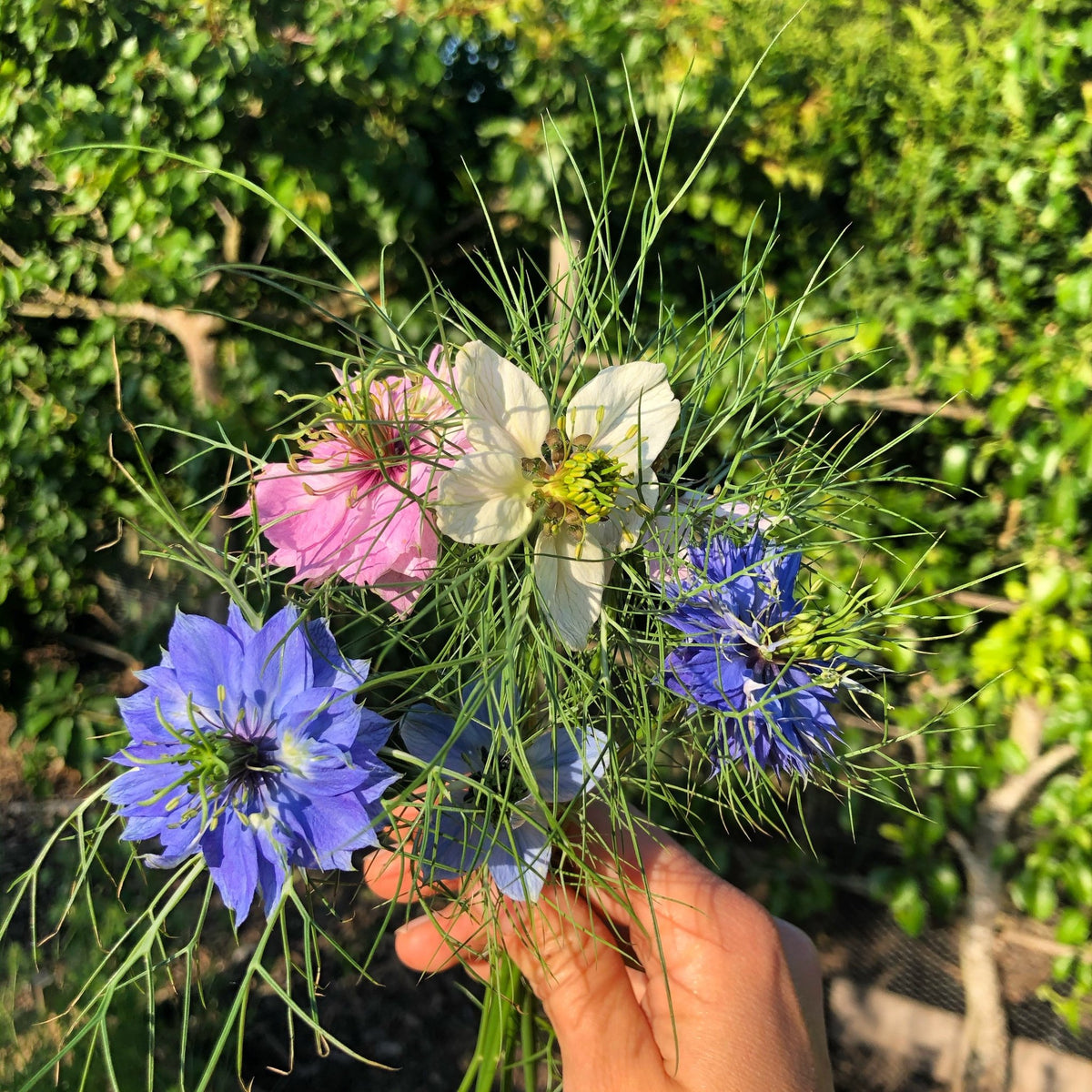 Love-in-a-mist - Nigella damascena Persian Jewels mix