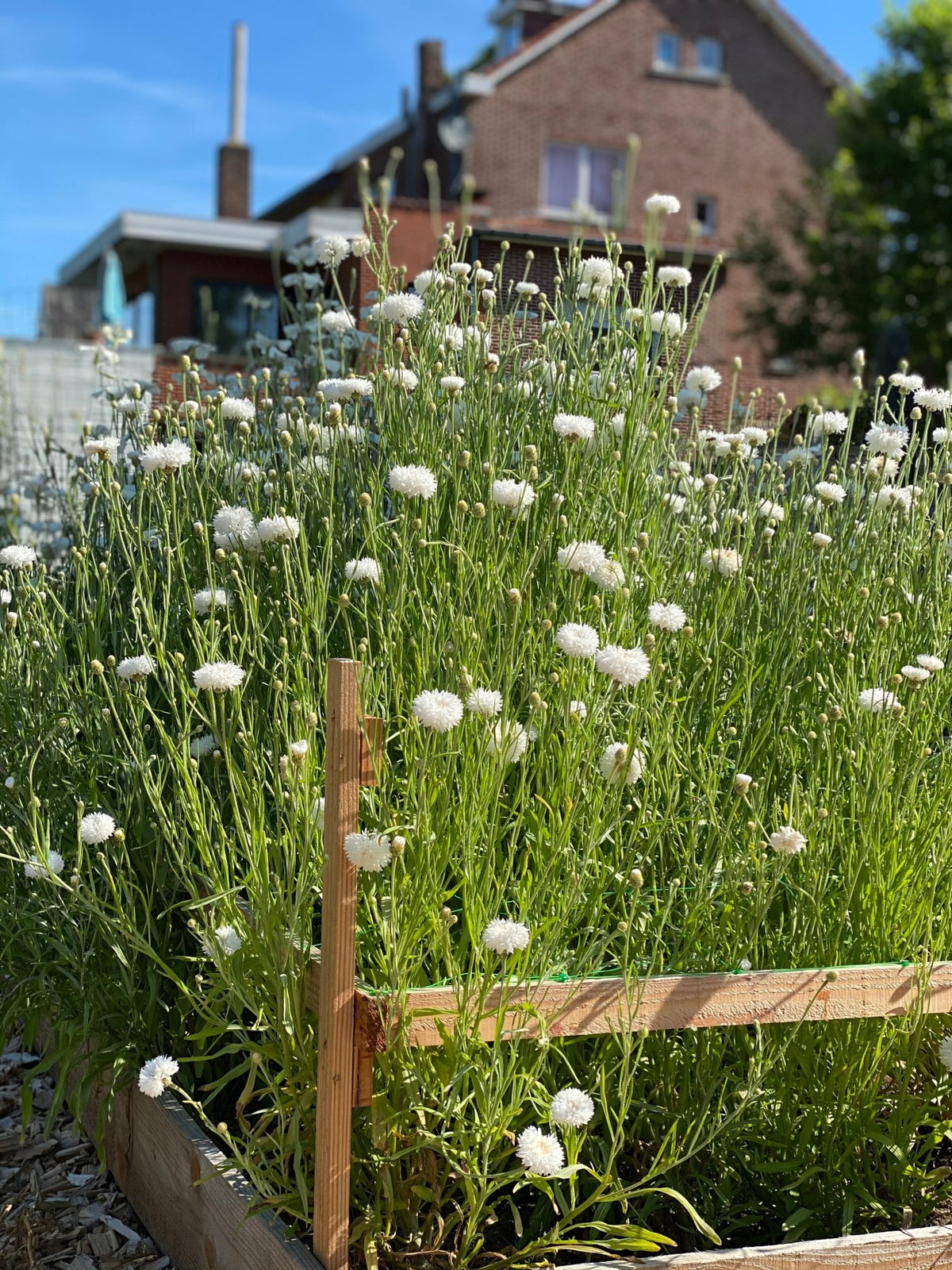 Cornflower - Centaurea cyanus "White Ball"