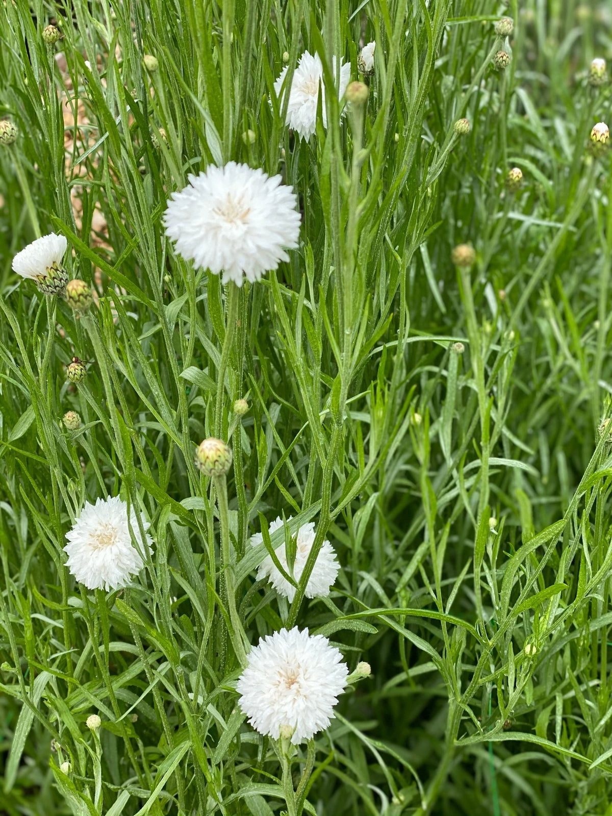 Cornflower - Centaurea cyanus "White Ball"