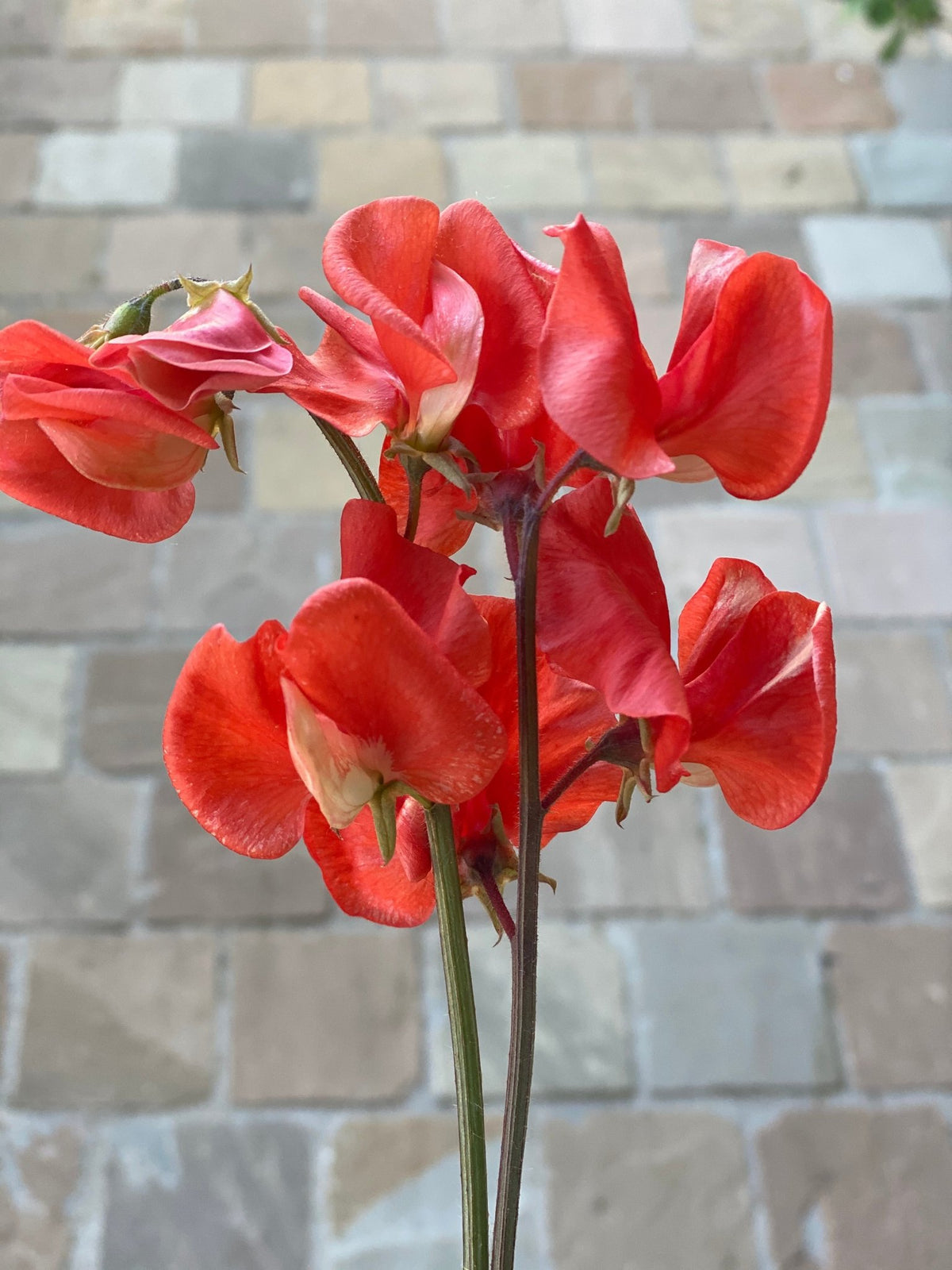 Lathyrus Odoratus - Reukerwt Spring Sunshine Orange - Tuinkabouter Chrisje