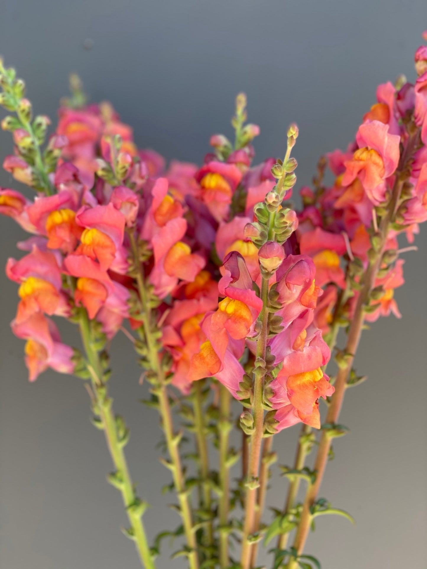 Antirrhinum majus - Löwenmaul Potomac Orange