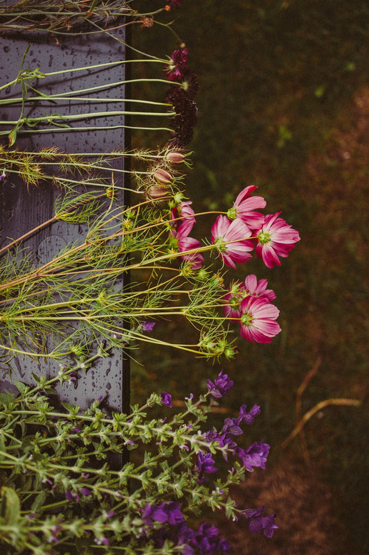 Workshop Bloemen Zaaien: start je eigen pluktuin vol snijbloemen - voorjaar 2026