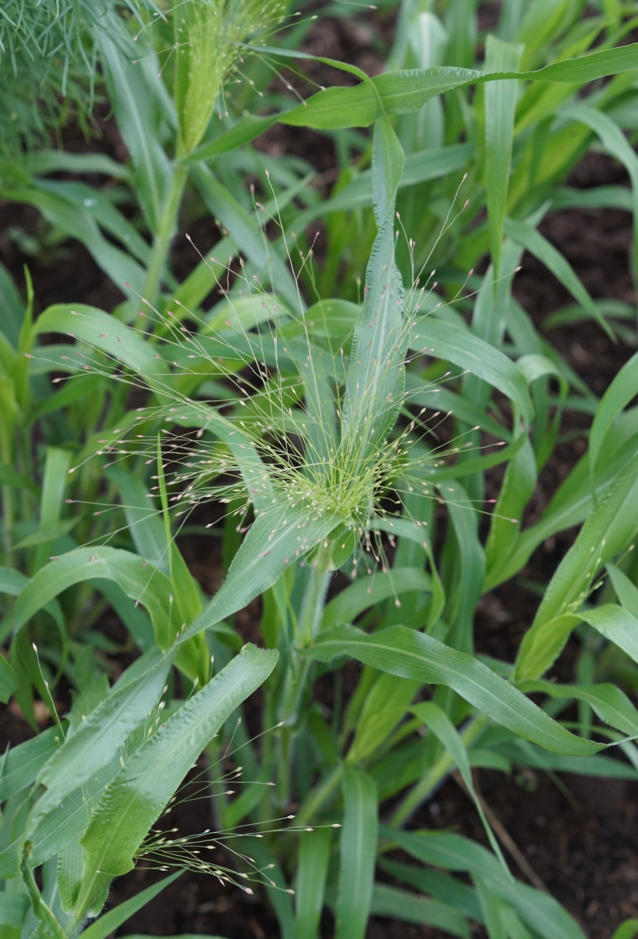 Panicum Elegans "Frosted Explosion" bloemenzaad - Tuinkabouter Chrisje