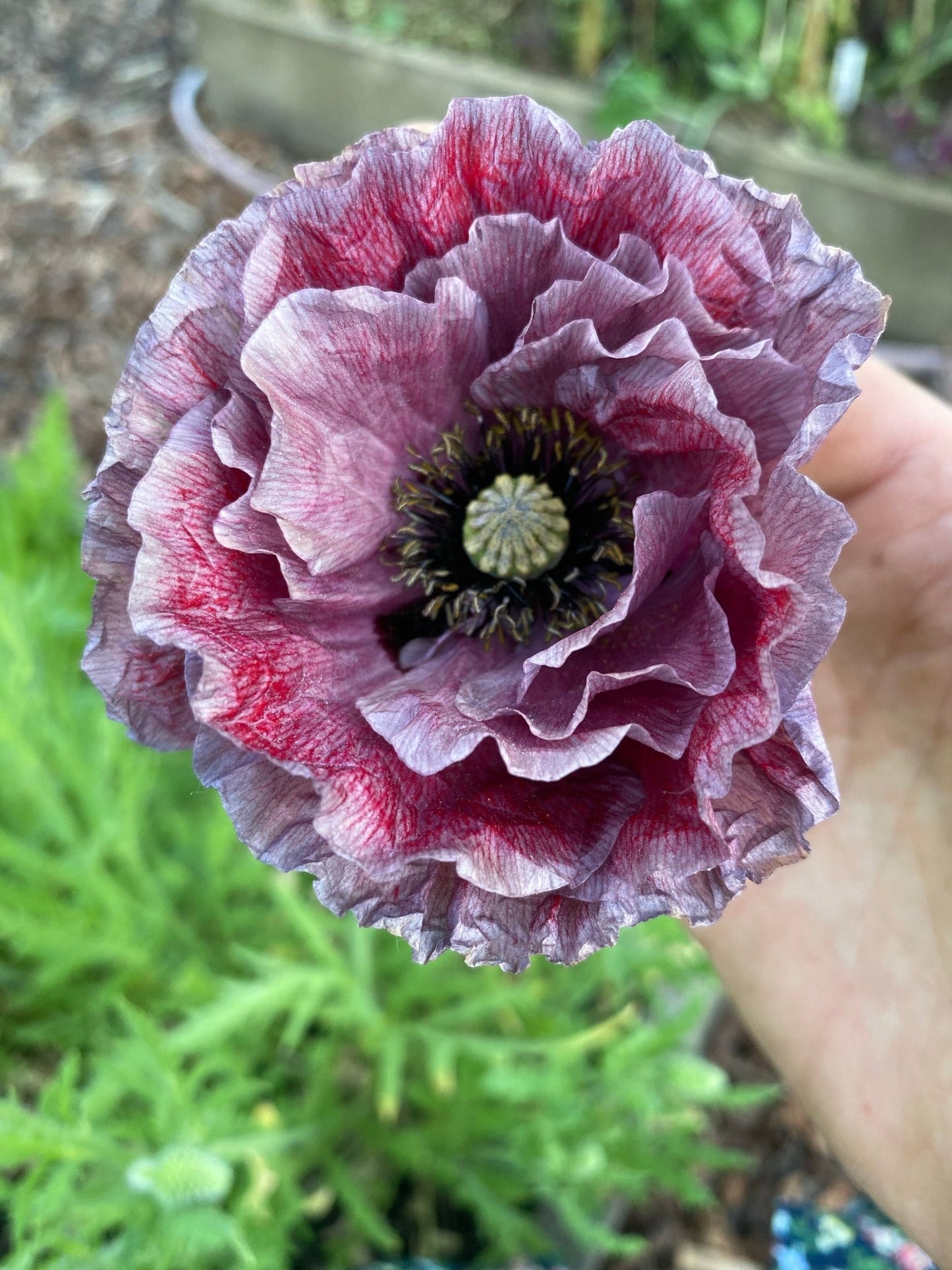 Papaver Rhoeas 'Amazing Grey' - Tuinkabouter Chrisje