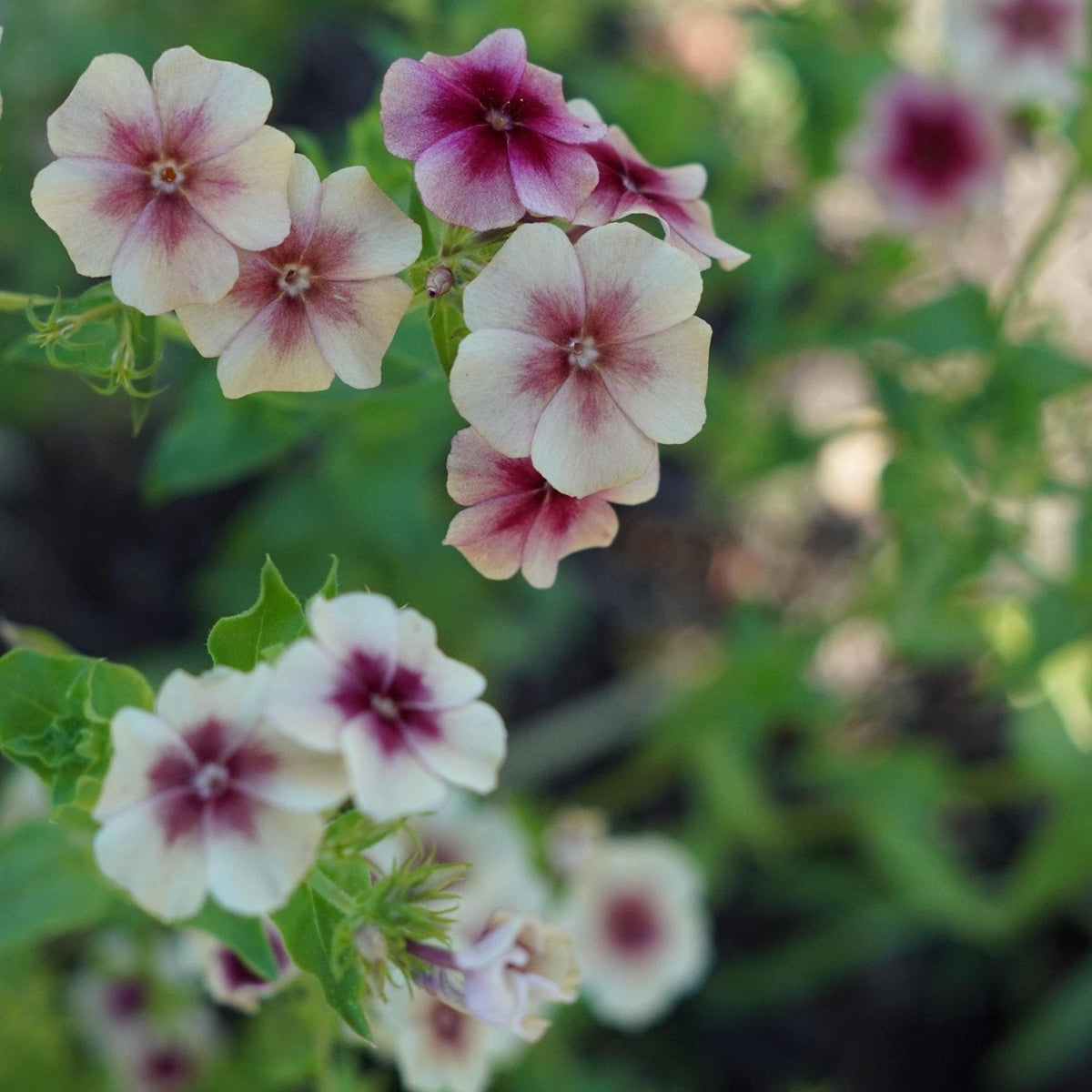 Phlox Drummondii Cherry Caramel - Tuinkabouter Chrisje
