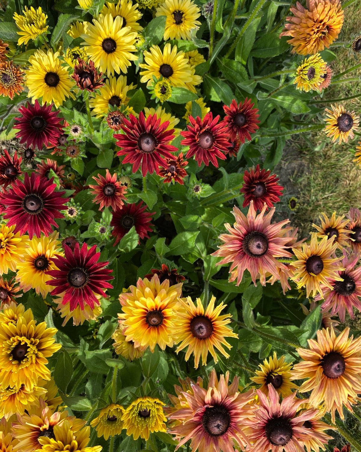 Rudbeckia Hirta “Sahara” planten in bloei