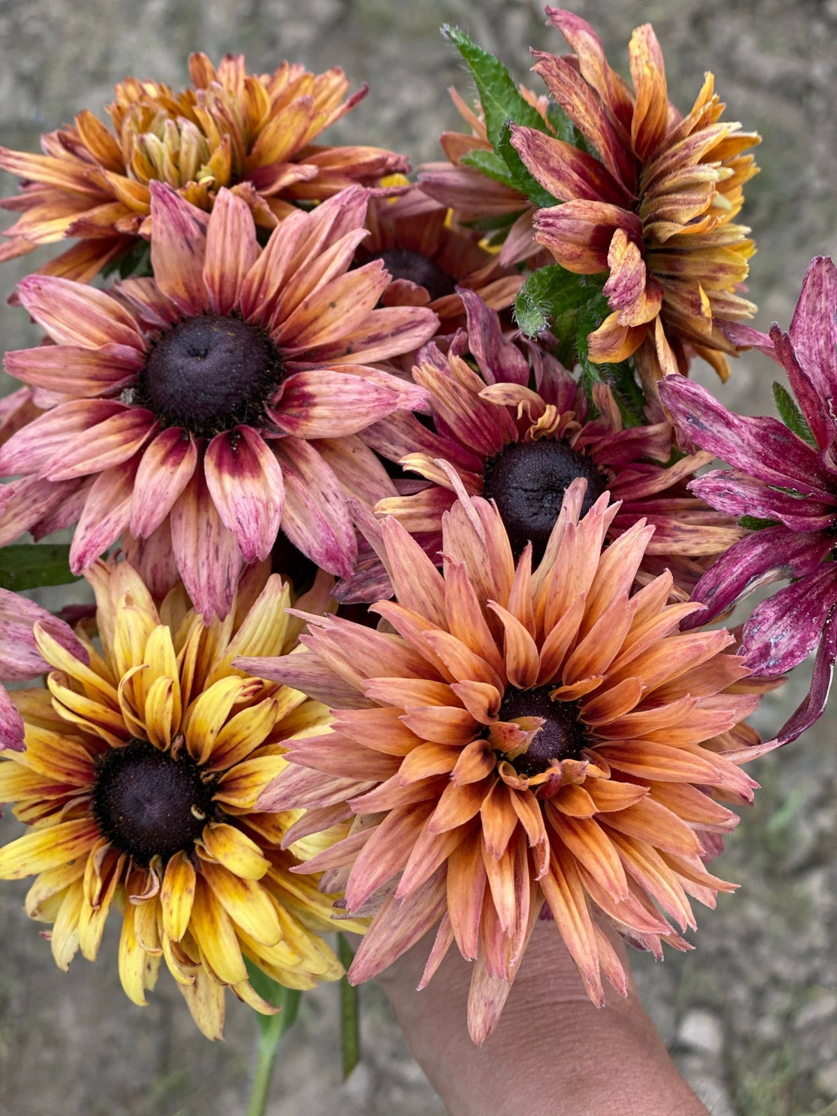 Rudbeckia Hirta “Sahara” bloemenzaad kleuren