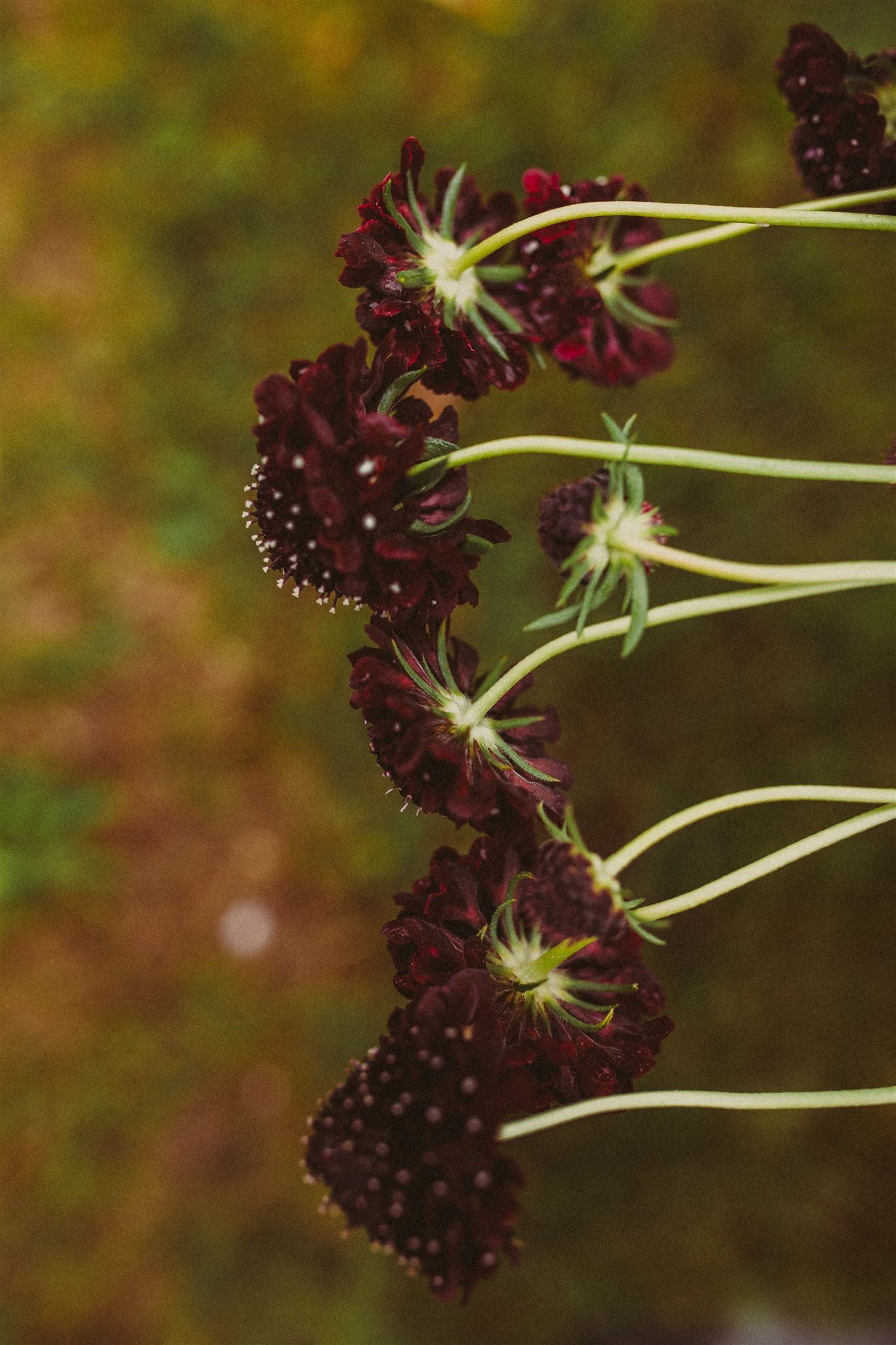 Scabiosa black store knight