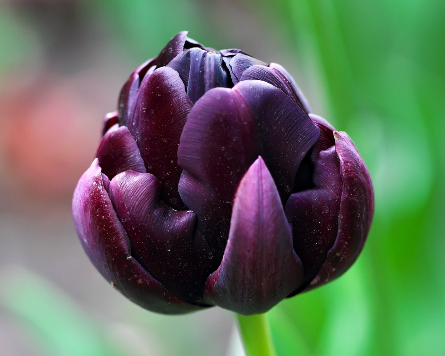 Tulp Black Hero - pak van 10 bloembollen - Tuinkabouter Chrisje