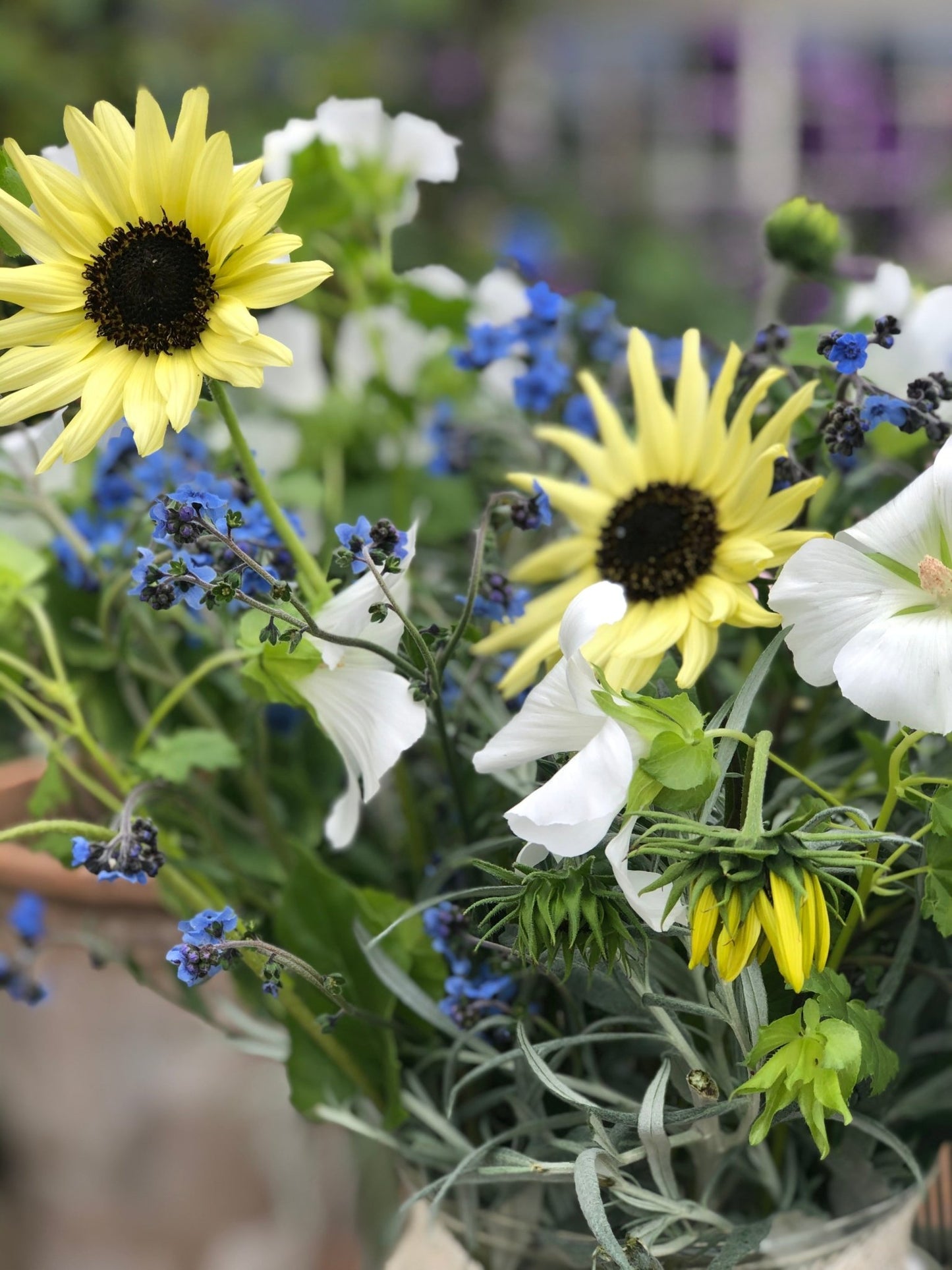 Zonnebloem "Vanilla Ice" - Tuinkabouter Chrisje