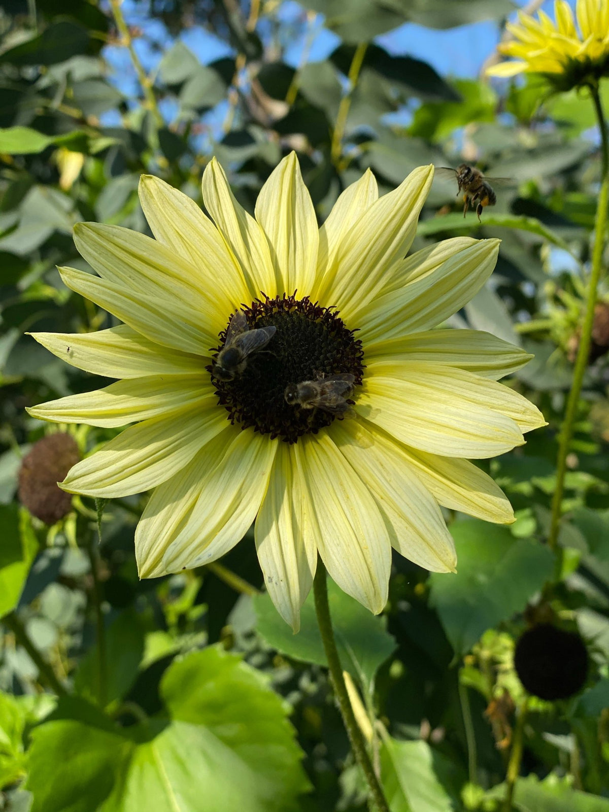 Zonnebloem "Vanilla Ice" - Tuinkabouter Chrisje