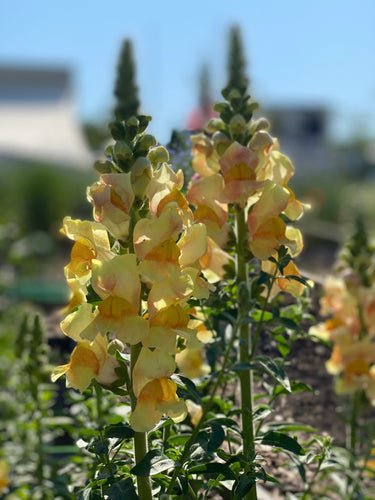 5 Tips voor Succesvol Bloemen Zaaien in het Voorjaar 🌸 - Tuinkabouter Chrisje