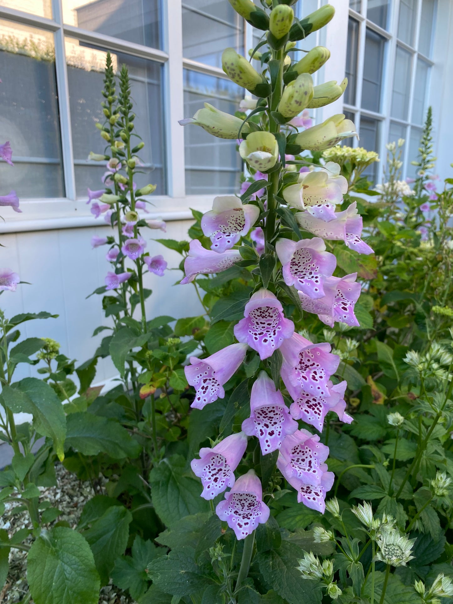 Digitale pourpre - Digitalis purpurea "Chrisje's Cottage Mix"