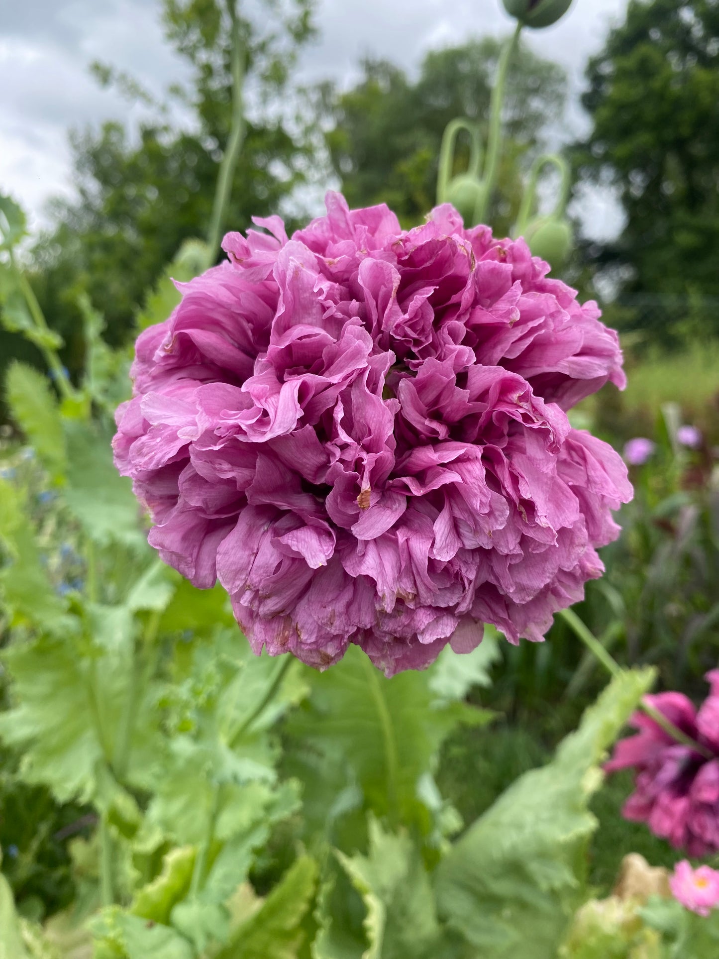 Pavot somnifère 'Purple Peony'
