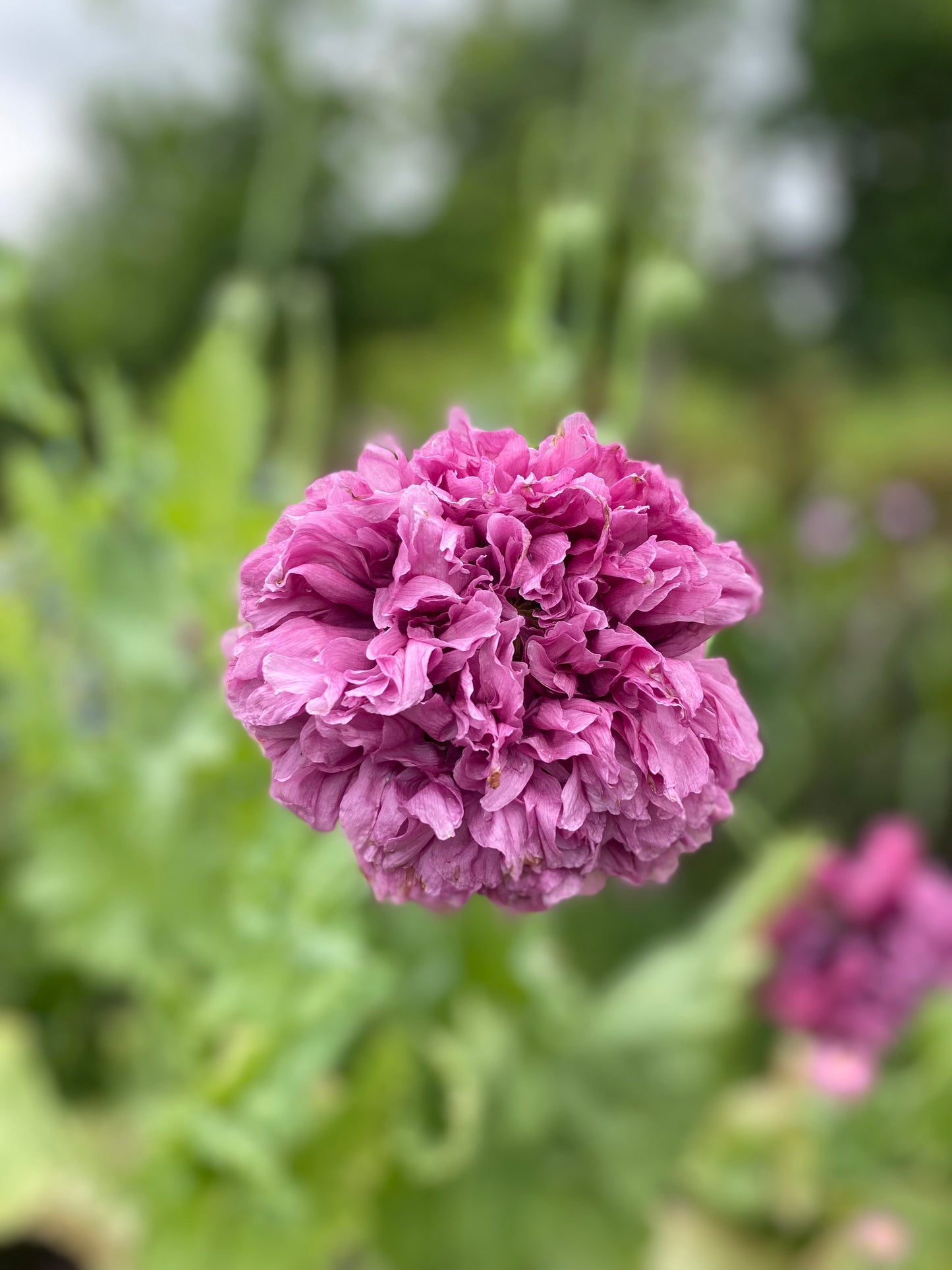 Pavot somnifère 'Purple Peony'