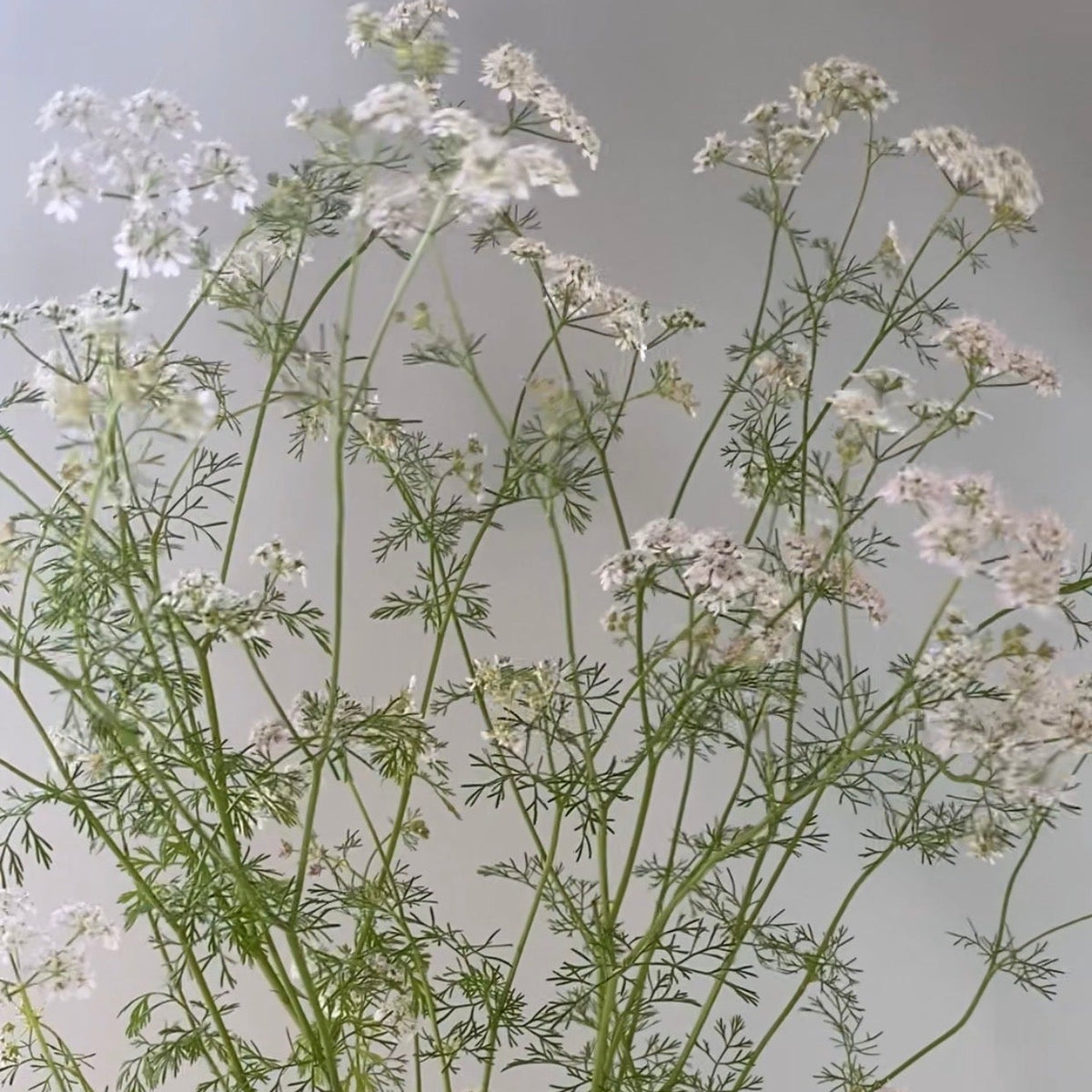Koriander - Coriandrum sativum
