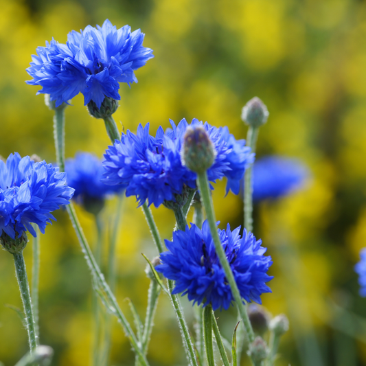 Korenbloem - Centaurea cyanus 'Blue Boy'