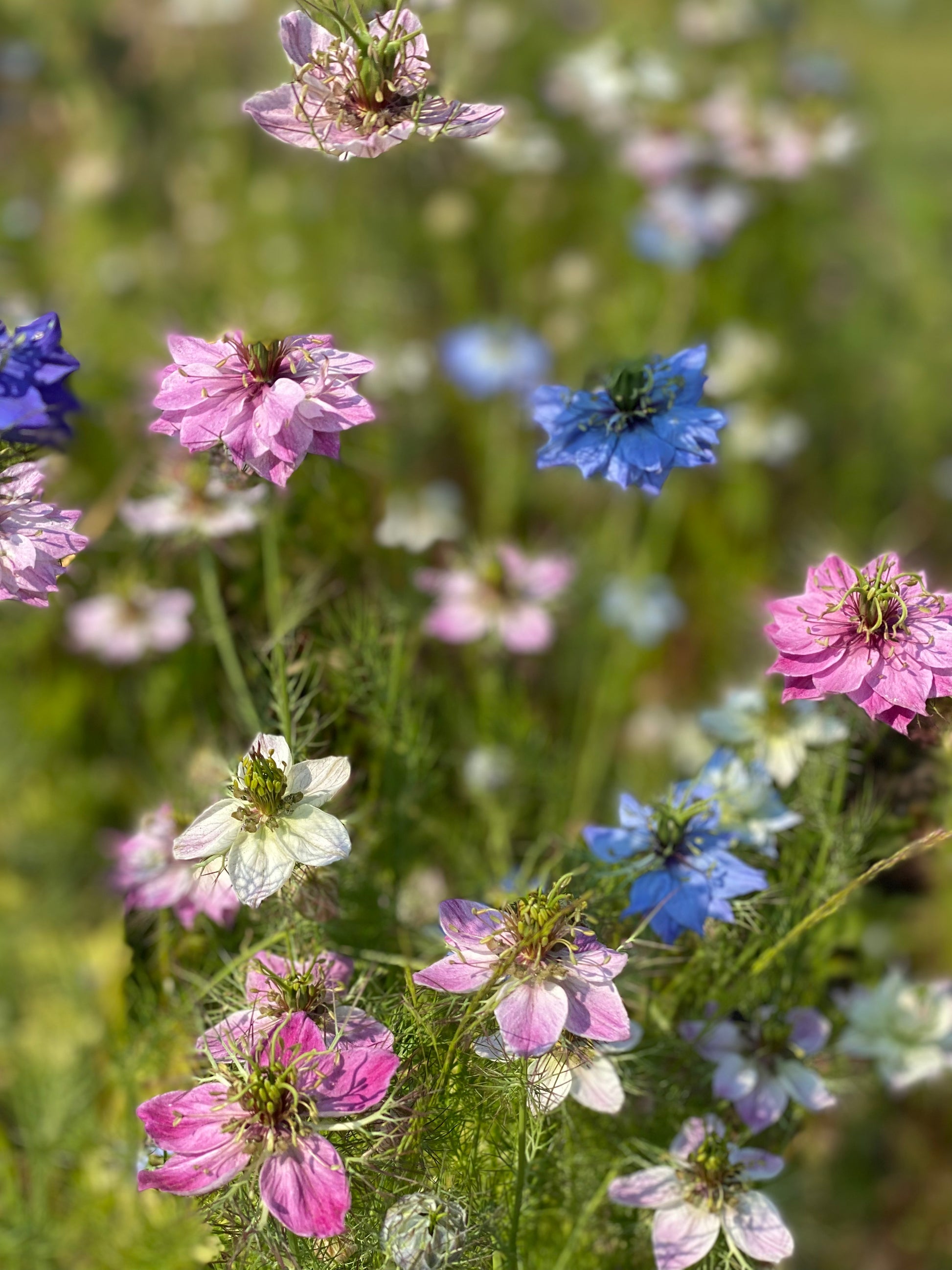 love in a mist persian jewels flower seeds Love-in-a-mist