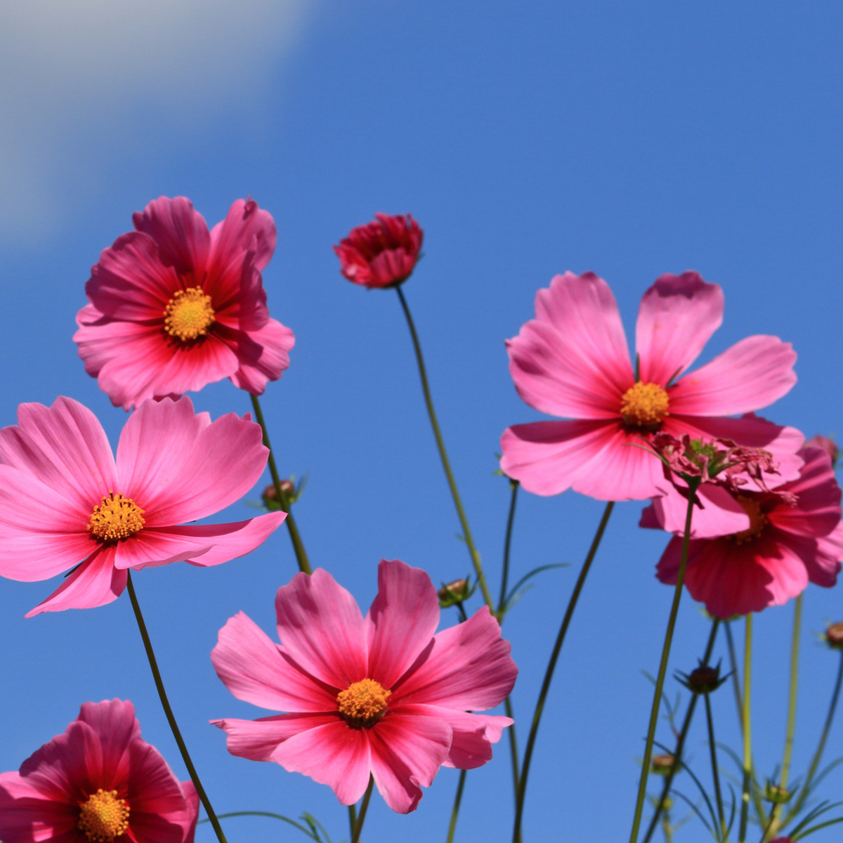 Cosmos bipinnatus „Antiquity“