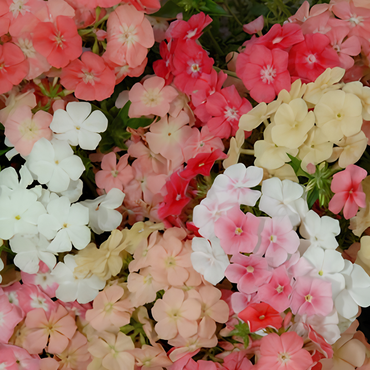 Phlox drummondii „Beauty Coral Reef“