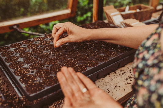 Live  Zoom masterclass – Herfstzaaien voor vroege boeketten