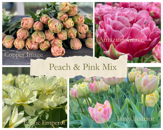 Tulpenmix ‘Peach & Pink’ – 20 bollen -
