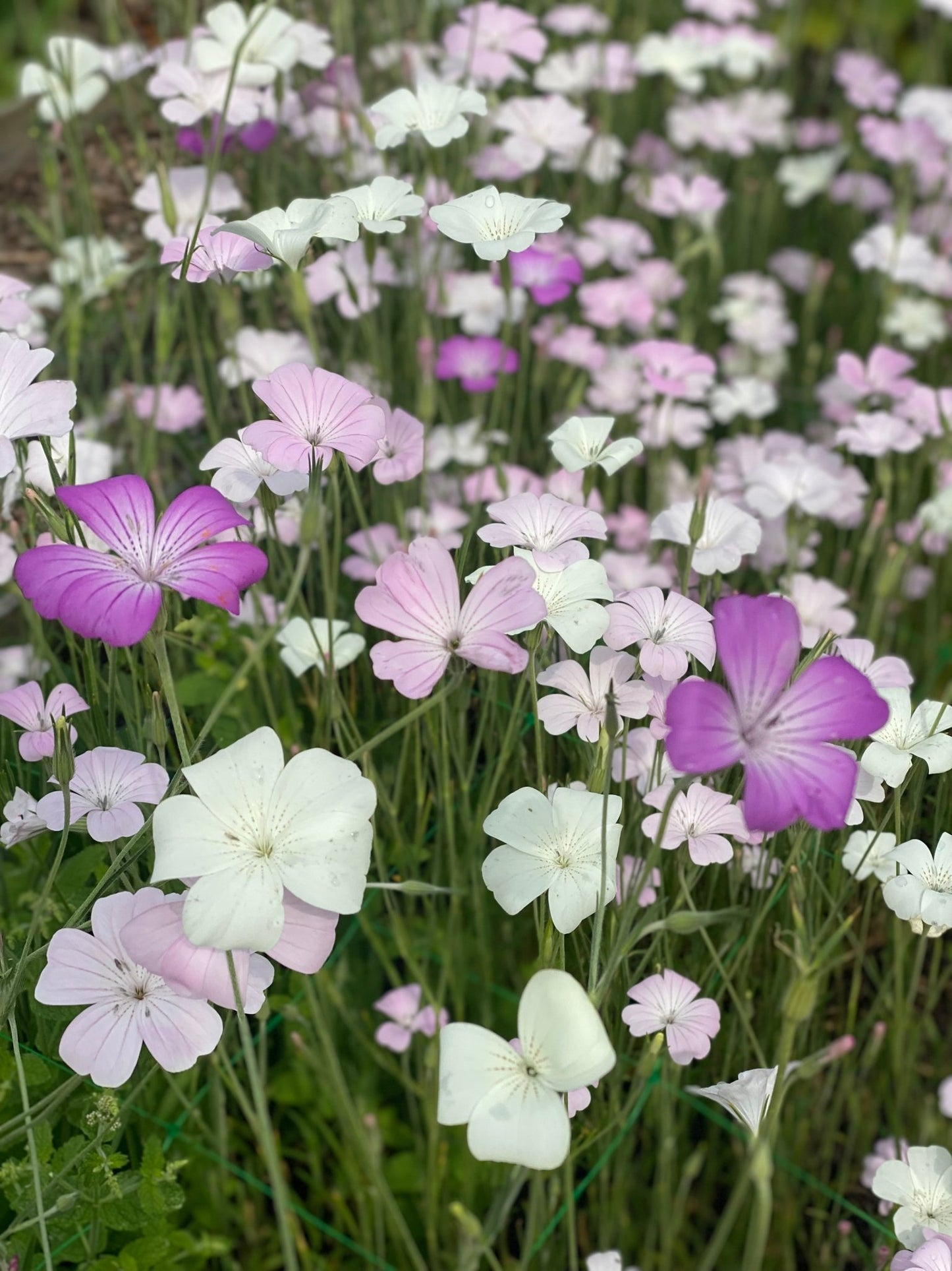 Agrostemma "Mix" - Tuinkabouter Chrisje