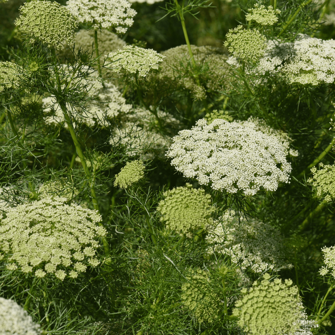 Ammi Visnaga - Tuinkabouter Chrisje